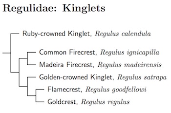 Regulidae tree