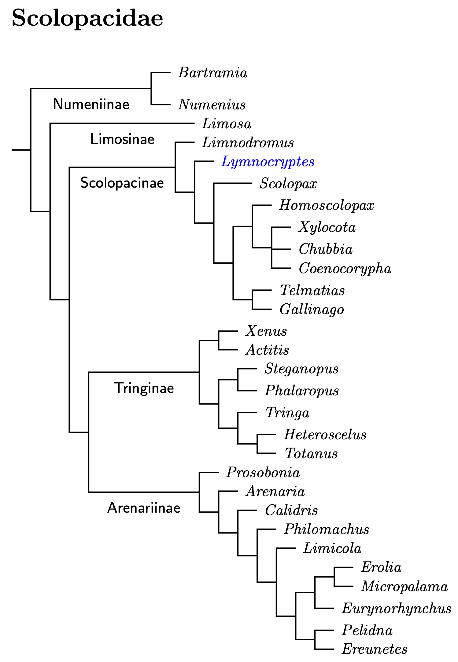 Click for Scolopacidae species tree