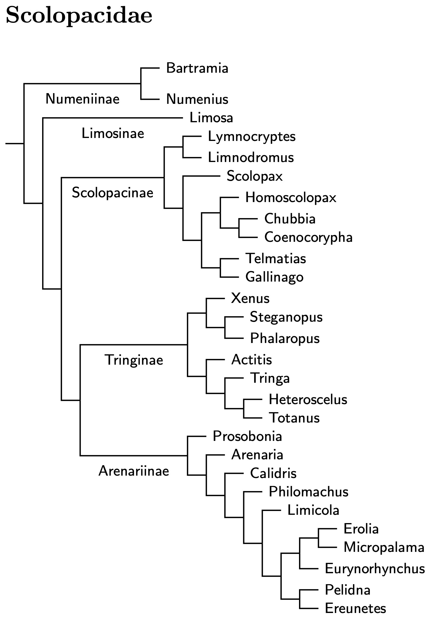 Click for Scolopacidae species tree