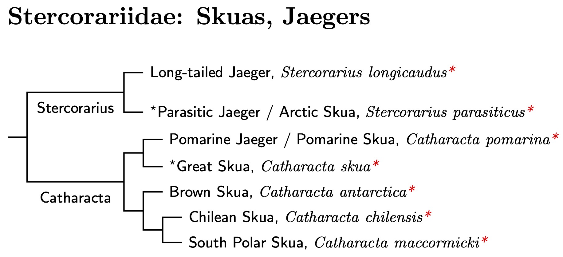 Stercorariidae species tree