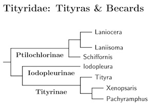 Click for Tityridae tree