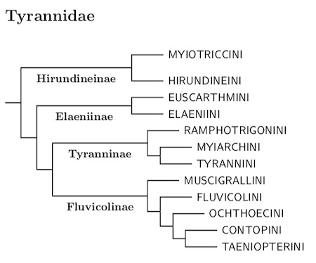 Tyrannidae