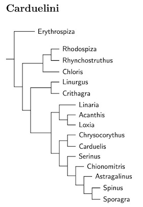 Click for Carduelini tree