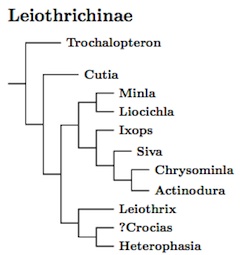 Leiothrichinae genera