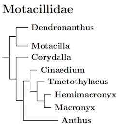 Fringillidae tree