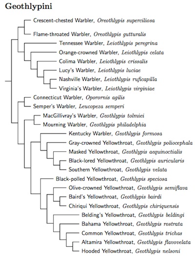 Geothlypini tree
