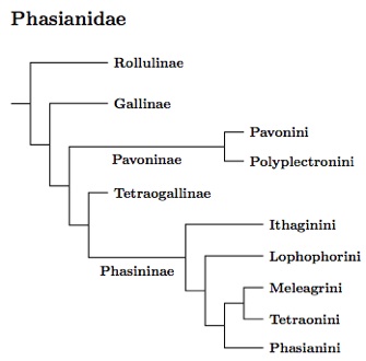 Phasianidae