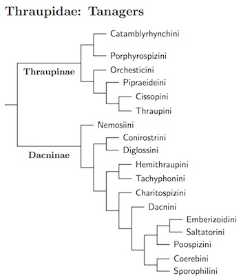 Thraupidae tree