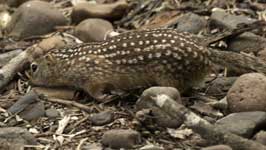 [Mexican Ground Squirrel]