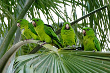 [Green Parakeets]