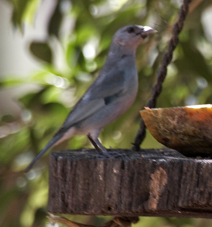 [Glaucous Tanager]