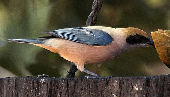 [Burnished-buff Tanager]