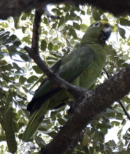 [Yellow-crowned Parrot]