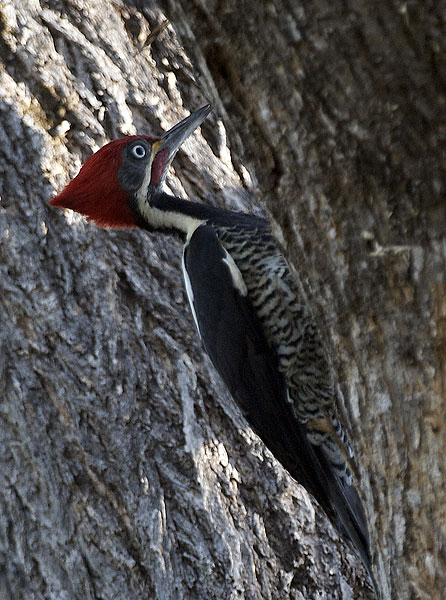 [Lineated Woodpecker]