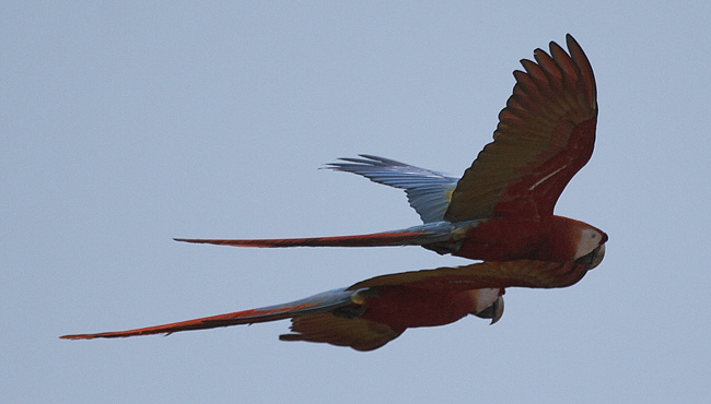 [Scarlet Macaws]