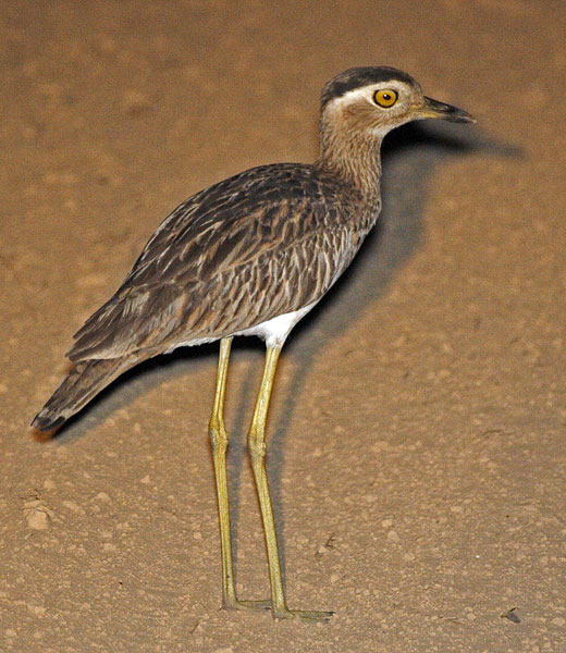[Double-striped Thick-knee]
