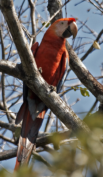 [Scarlet Macaw]