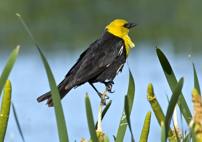 [Yellow-headed Blackbird]