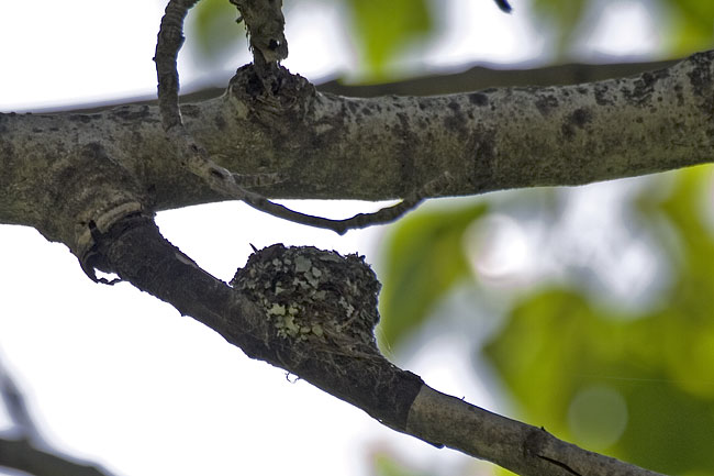 [Calliope Hummingbird Nest]