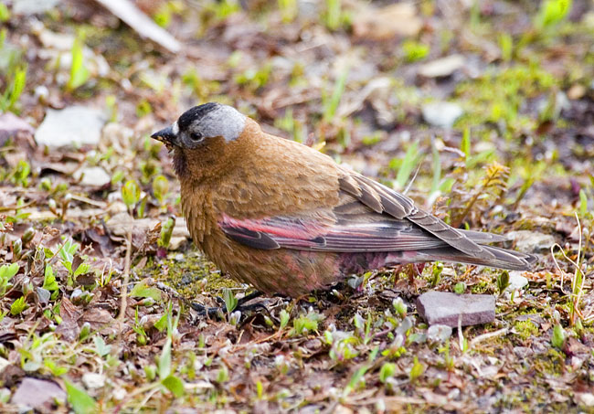 [Gray-crowned Rosy-Finch]
