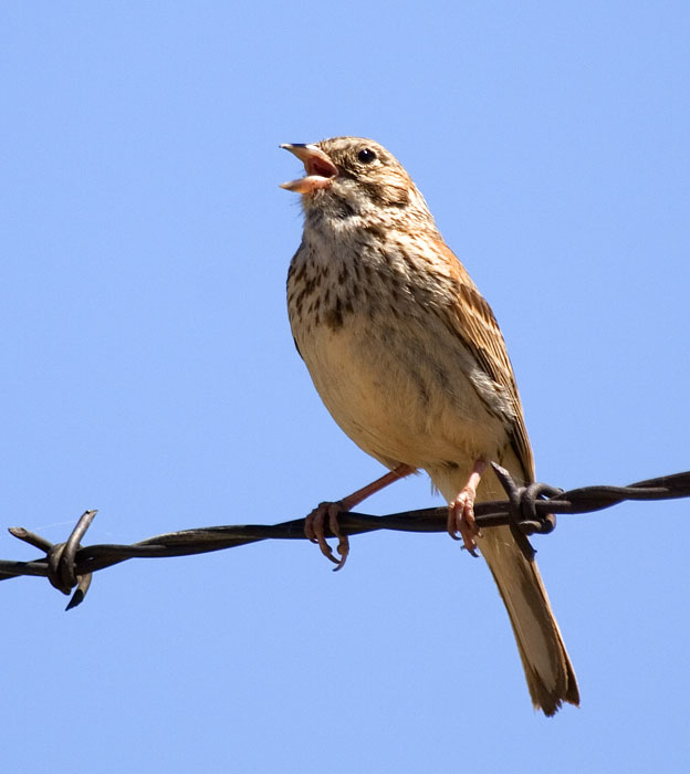 [Vesper Sparrow]