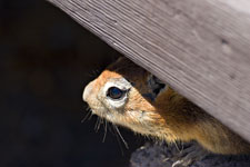 Golden-mantled Ground-Squirrel